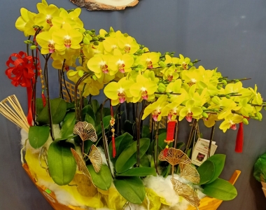 Lan hồ điệp Bình Long