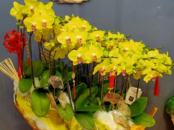 Lan hồ điệp Bình Long