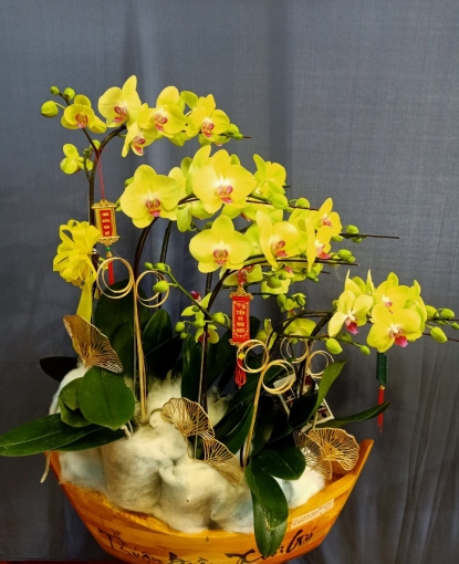 Lan Hồ Điệp Nguyễn Huệ BL 