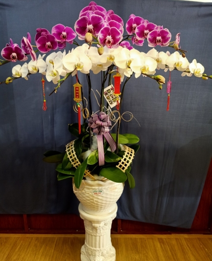 Lan Hồ Điệp 295 Bình Long 