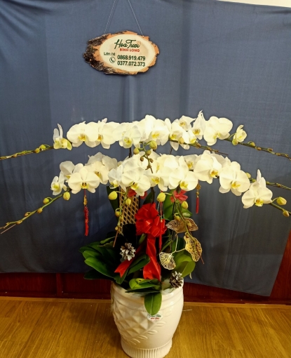 Lan Hồ Điệp Bình Long 295