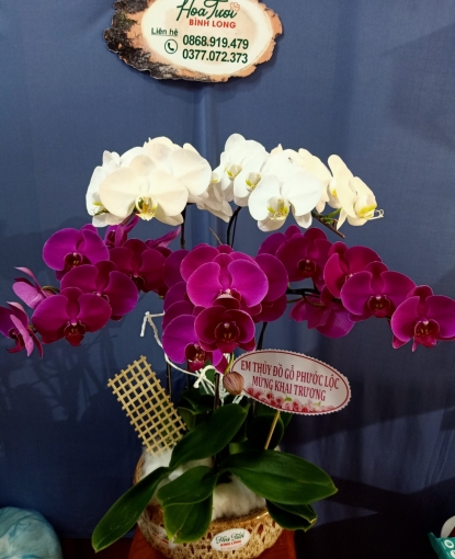 Lan Hồ Điệp Bình Long 20