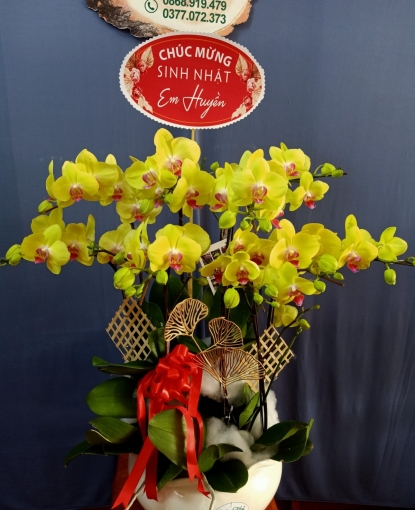 Lan Hồ Điệp Bình Long 22