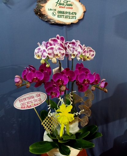 Lan Hồ Điệp Bình Long 19