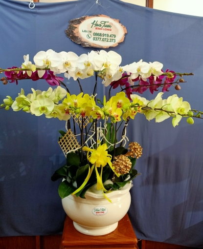 Lan Hồ Điệp Bình Long 25