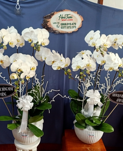 Lan Hồ Điệp chia buồn