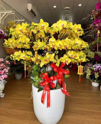 Lan hồ điệp vàng tết giá rẻ giao tận nơi có tại bình long