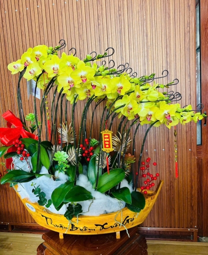 Lan hồ điệp vang tết giao tận nơi có tại bình long