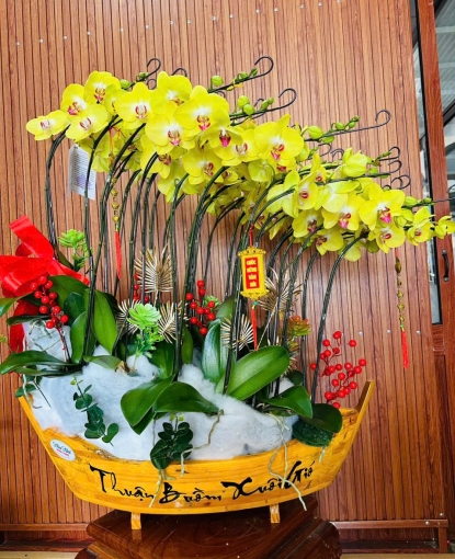 Lan hồ điệp tết giá rẻ giao tận nơi có tại bình long