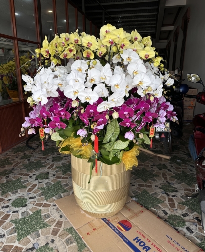 Chậu lan hồ điệp to đẹp tặng sếp có tại binh long 