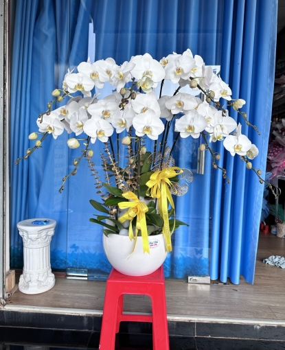 Chậu lan hồ điệp trắng 9 cây đẹp tại bình long bình phước giao tận nơi