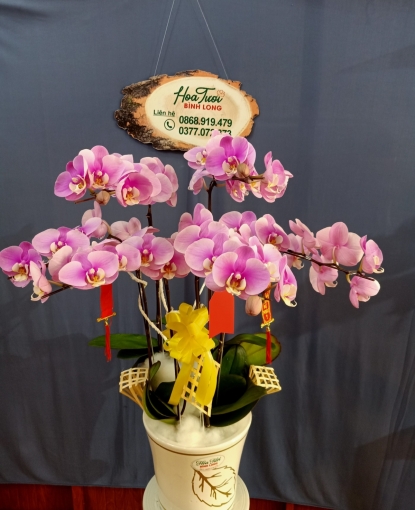 HOA LAN HỒ ĐIỆP 1