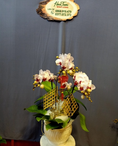 CHẬU HOA LAN HỒ ĐIỆP BÌNH LONG