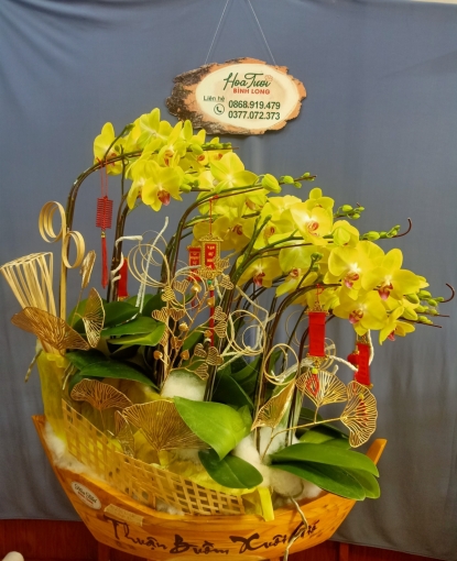 HOA LAN HỒ ĐIỆP TẠI BÌNH PHƯỚC