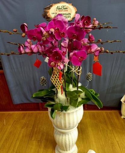 LAN HỒ ĐIỆP 2