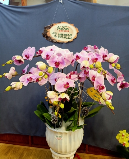 HOA LAN HỒ ĐIỆP TÍM