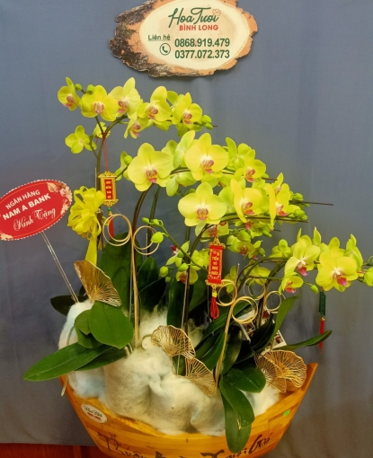 Shop Lan hồ điệp Bình Long