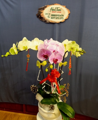 CHẬU HOA LAN HỒ ĐIỆP ĐỂ BÀN
