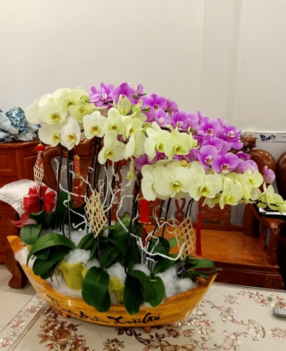 LAN HỒ ĐIỆP 3