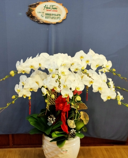 CHẬU LAN HỒ ĐIỆP 10 CÀNH
