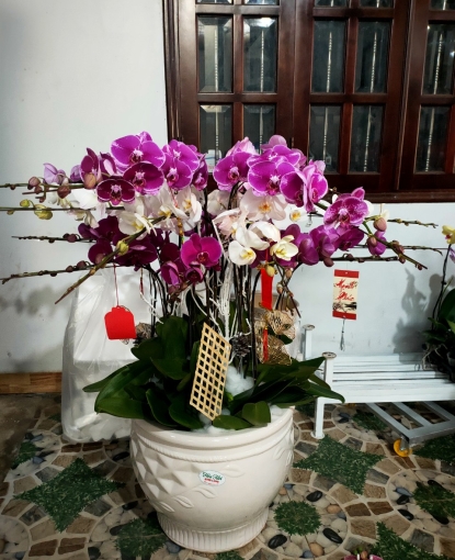 CHẬU LAN HỒ ĐIỆP 9