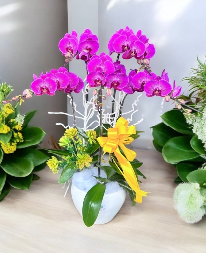 Lan hồ điệp tết giá rẻ giao tận nơi có tại bình long