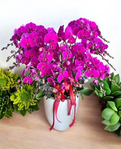 Chậu lan 20 cây to đẹp tặng làm quà tết
