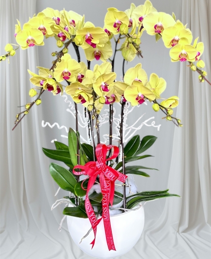 Chậu lan hồ điệp vàng 7 cây tại bình long bình phước giao tận nơi
