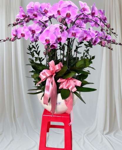 Chậu lan hồ điệp 15 cây to đẹp tại bình long giao tận nơi