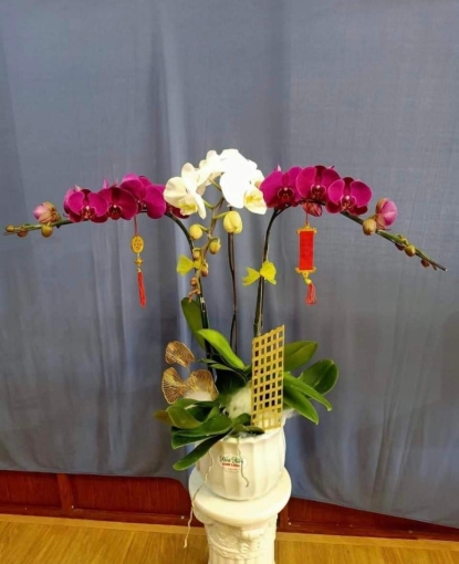 Lan Hồ Điệp Bình Long 
