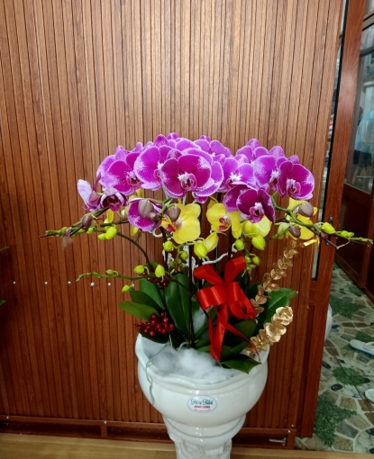 Shop Hoa Lan Hồ Điệp tại Bình Long, Bình Phước