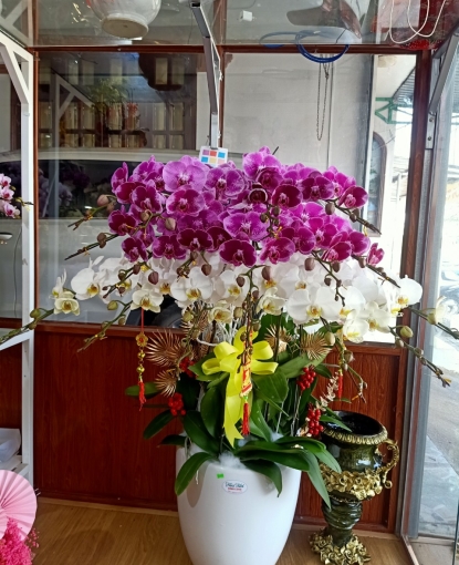 Shop Hoa Lan Hồ Điệp tại Bình Long, Bình Phước