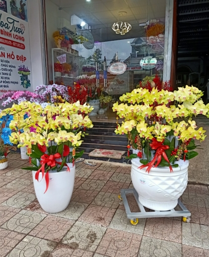 Shop hoa lan đẹp tại Bình Phước