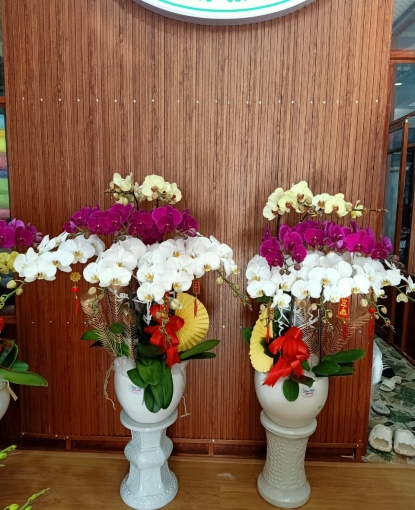Cửa hàng hoa lan hồ điệp bán tại tỉnh Bình Phước