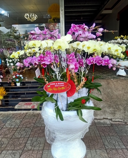 Cửa hàng lan hồ điệp Chơn Thành, shop lan hồ Điệp uy tín