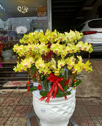 Shop hoa lan đẹp tại Bình Phước