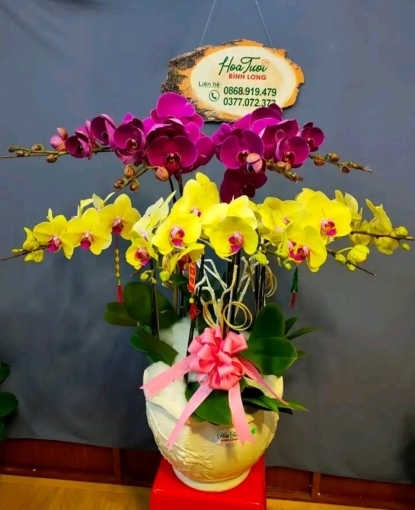 Shop Hoa Lan Hồ Điệp Đẹp, Giống Tốt, Giao Hàng Tận Nơi Bình Phước