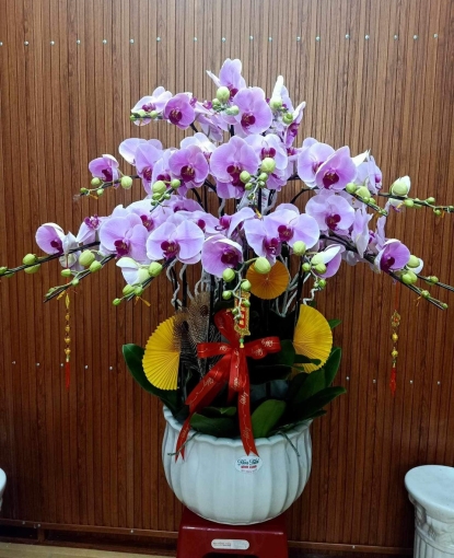 LAN HỒ ĐIỆP MẪU 1