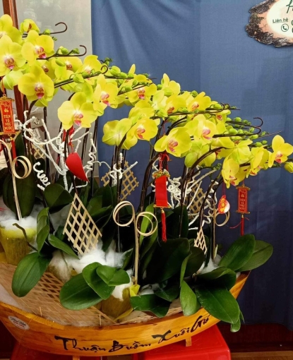 LAN HỒ ĐIỆP MẪU 2