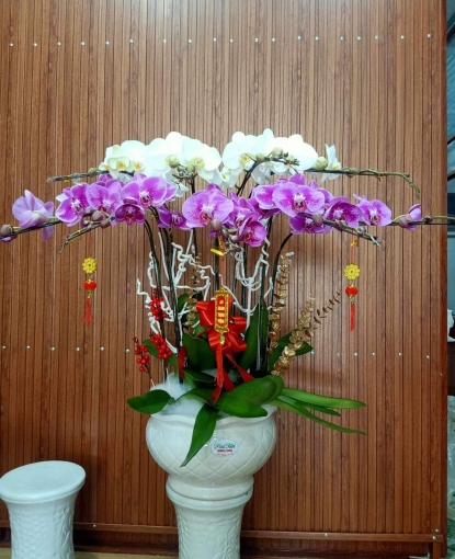 LAN HỒ ĐIỆP MẪU 7
