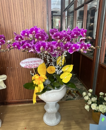 LAN HỒ ĐIỆP MẪU 5