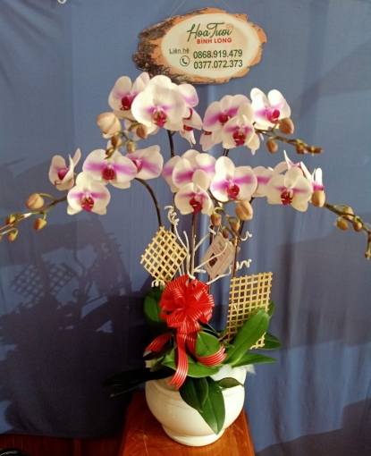 LAN HỒ ĐIỆP TẾT MẪU 11