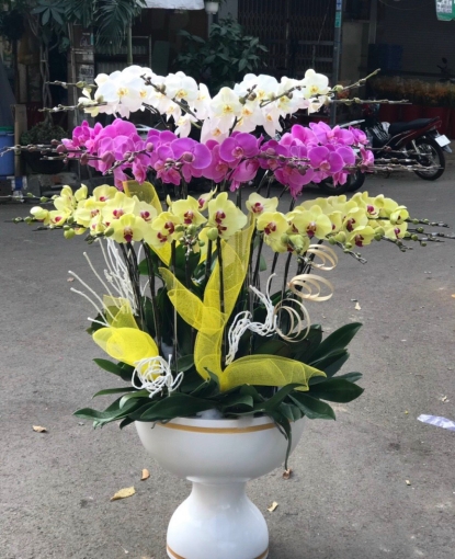 LAN HỒ ĐIỆP TẾT MẪU 7