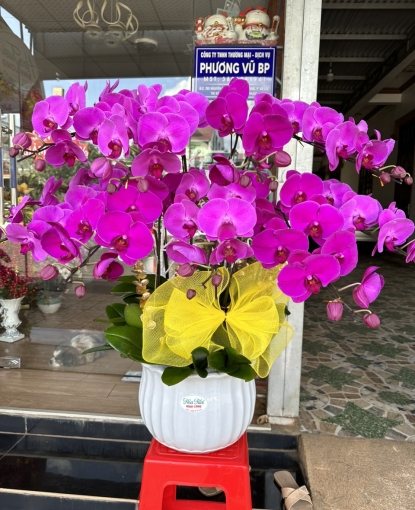 LAN HỒ ĐIỆP TẾT MẪU 4