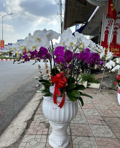 LAN HỒ ĐIỆP TẾT MẪU 3