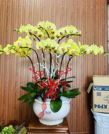 LAN HỒ ĐIỆP TẾT MẪU 1
