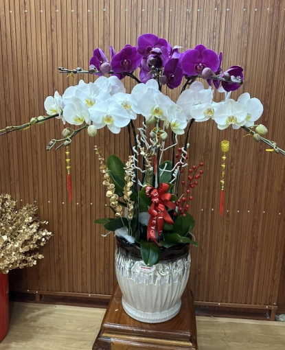 LAN HỒ ĐIỆP TẾT MẪU 21