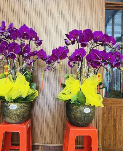 LAN HỒ ĐIỆP TẾT MẪU 23