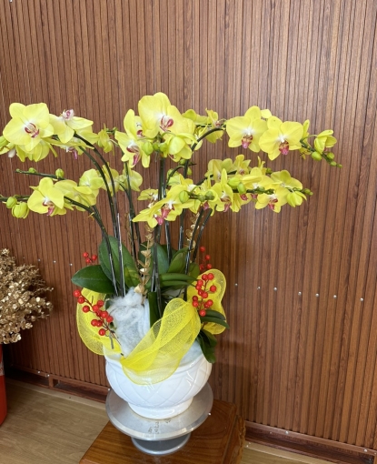 LAN HỒ ĐIỆP TẾT MẪU 20