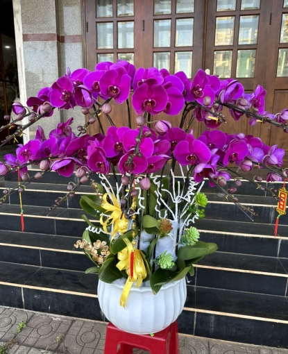 LAN HỒ ĐIỆP TẾT MẪU 15